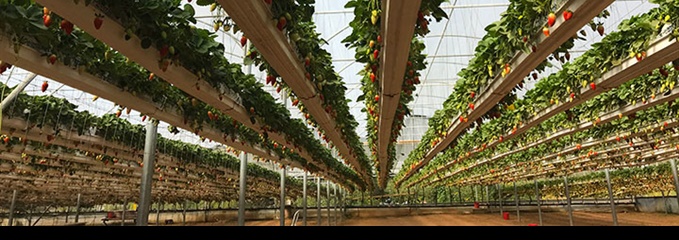 vertical-tomato-720x400