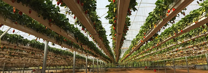 vertical-tomato-720x400